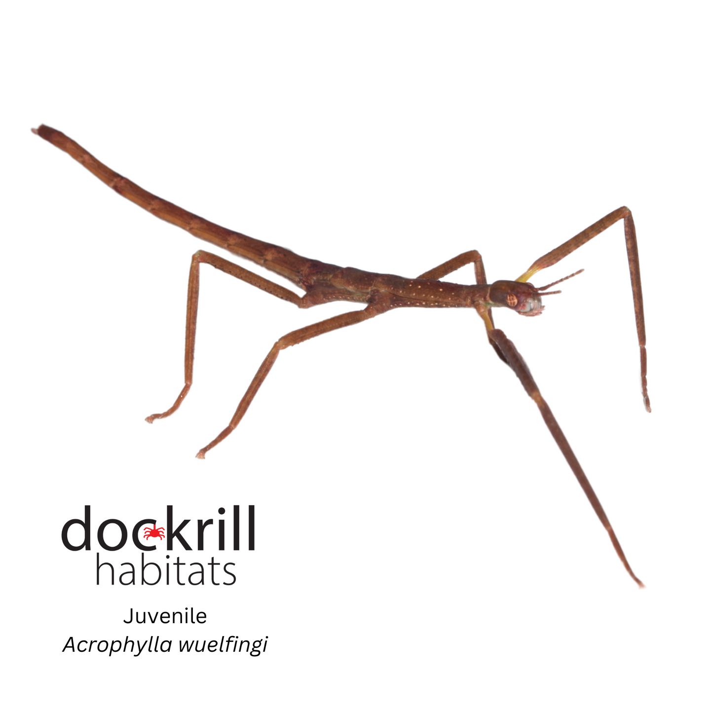 Wülfing's Stick-insect (Acrophylla wuelfingi)