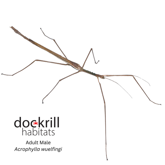 Wülfing's Stick-insect (Acrophylla wuelfingi)