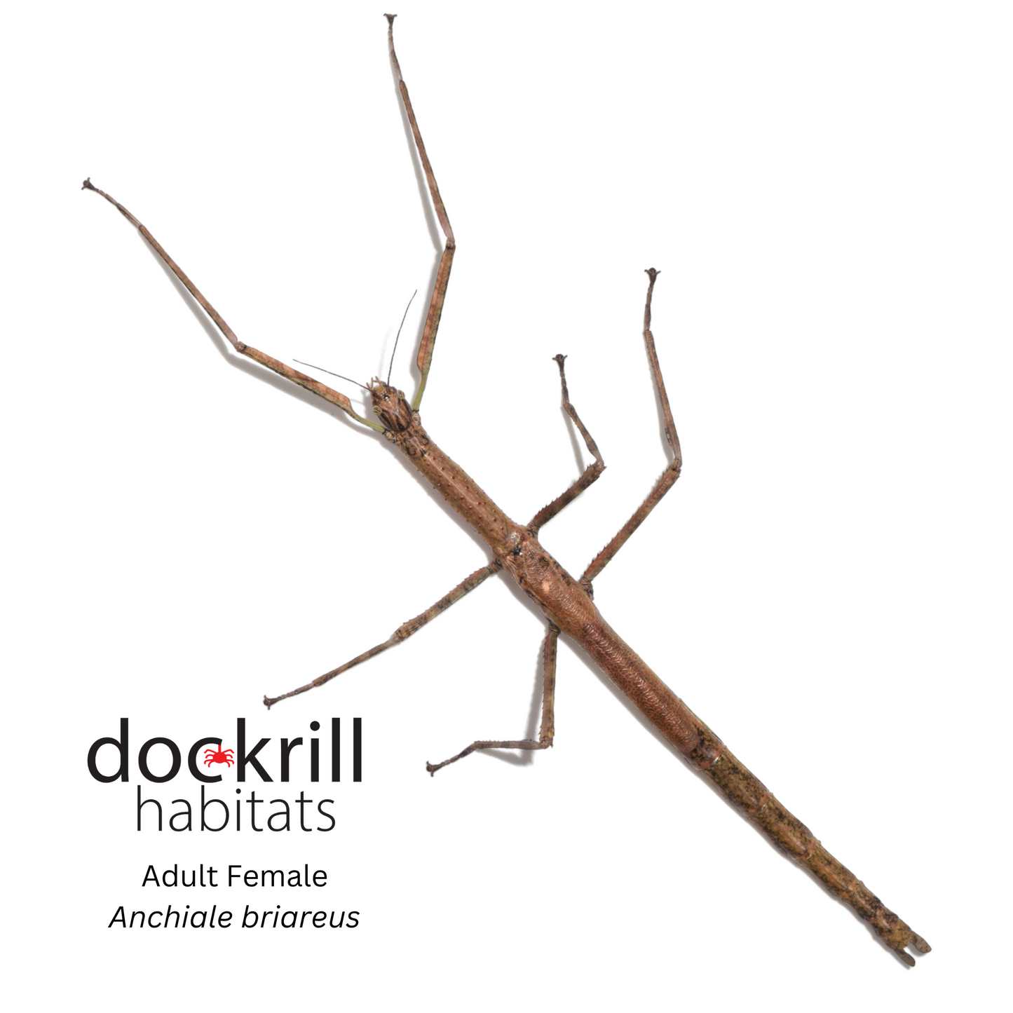 Strong Stick insect (Anchiale briareus)