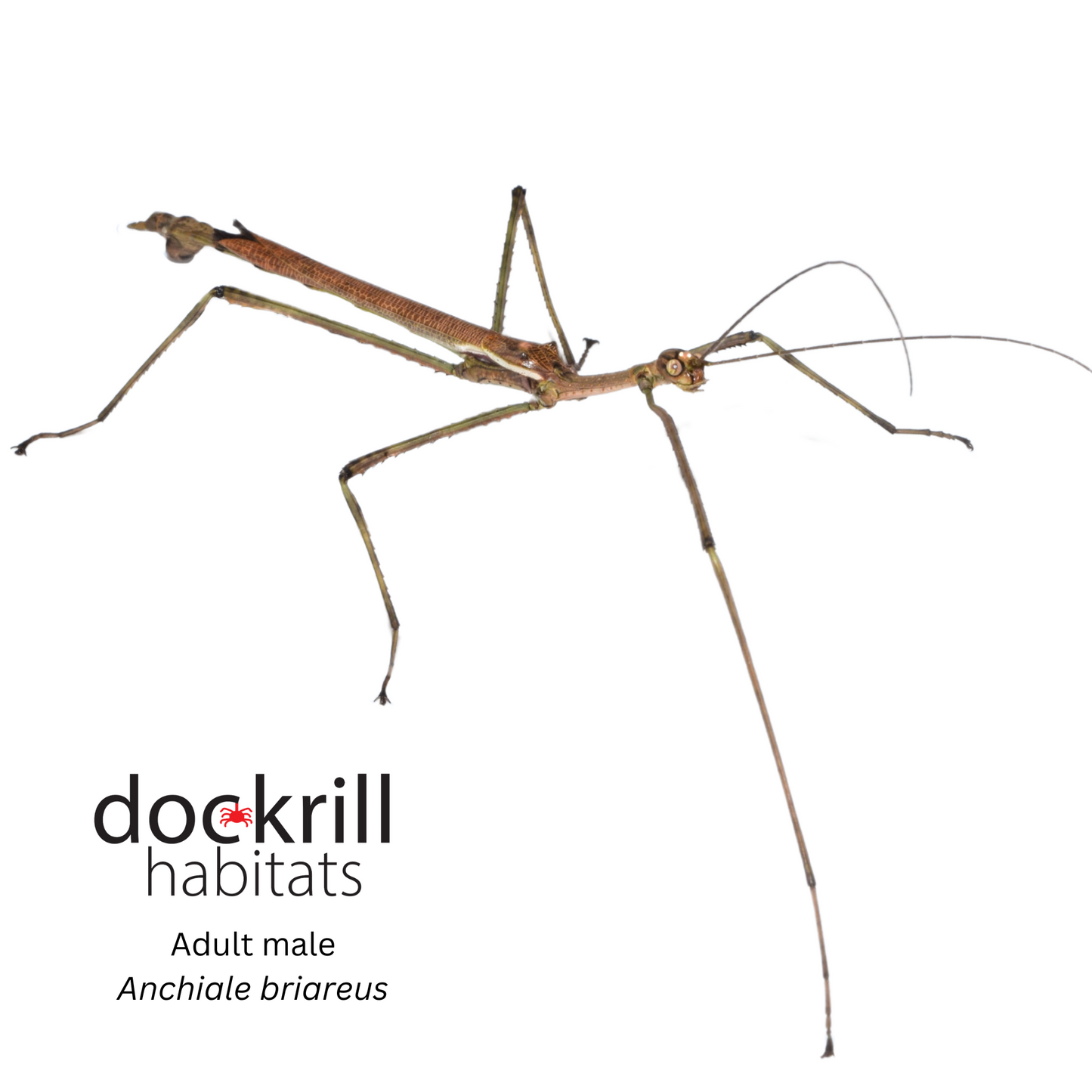 Strong Stick insect (Anchiale briareus)