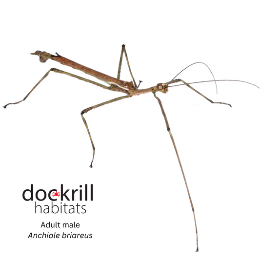 Strong Stick insect (Anchiale briareus)