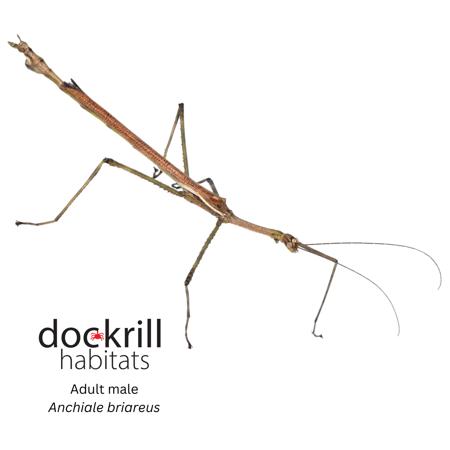 Strong Stick insect (Anchiale briareus)