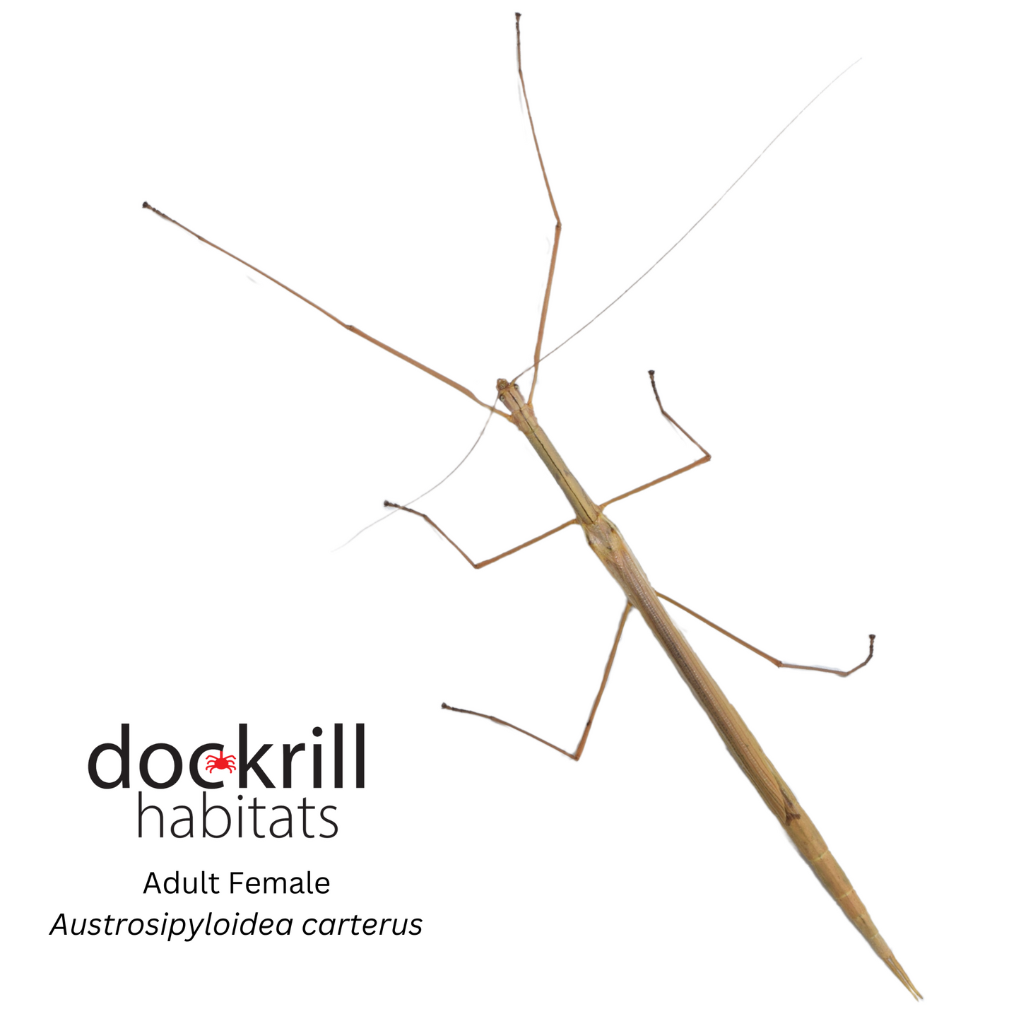 Black striped Stick insect (Austrosipyloidea carterus)