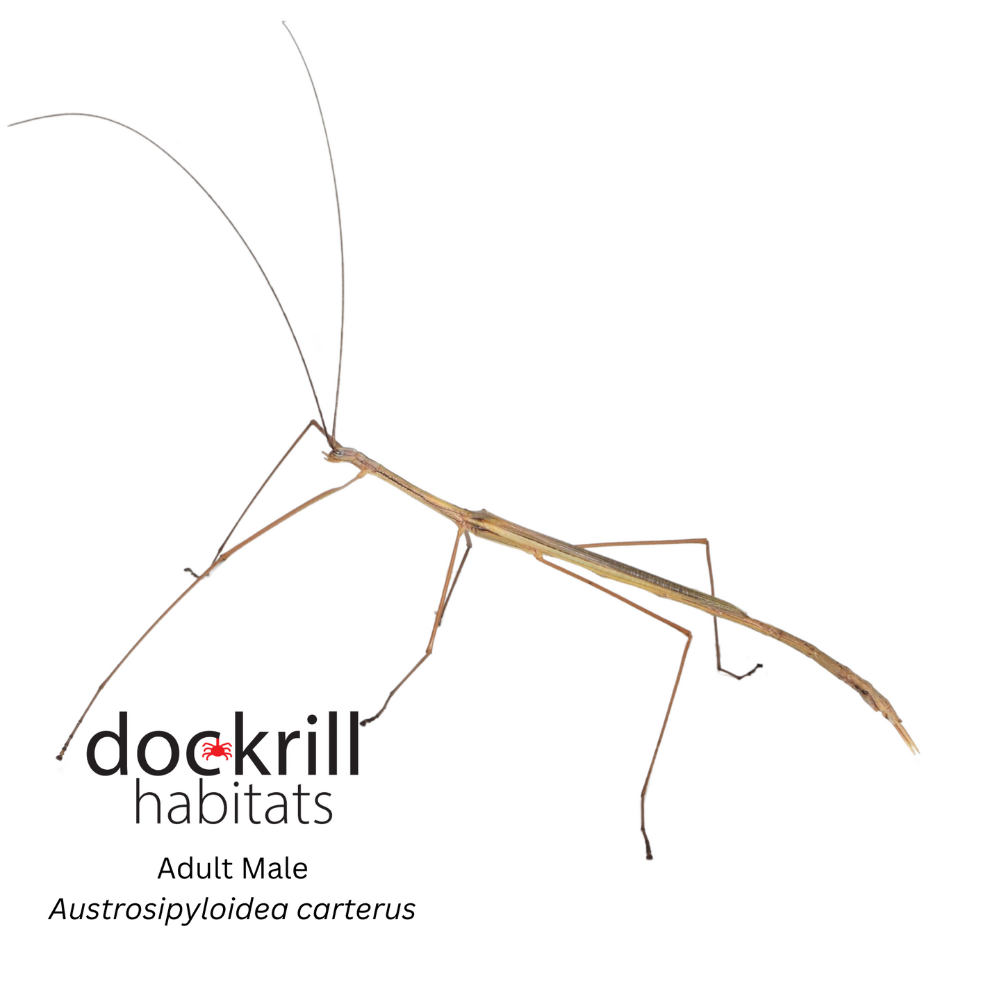 Black striped Stick insect (Austrosipyloidea carterus)