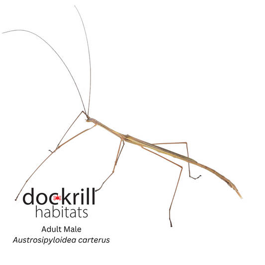 Black striped Stick insect (Austrosipyloidea carterus)