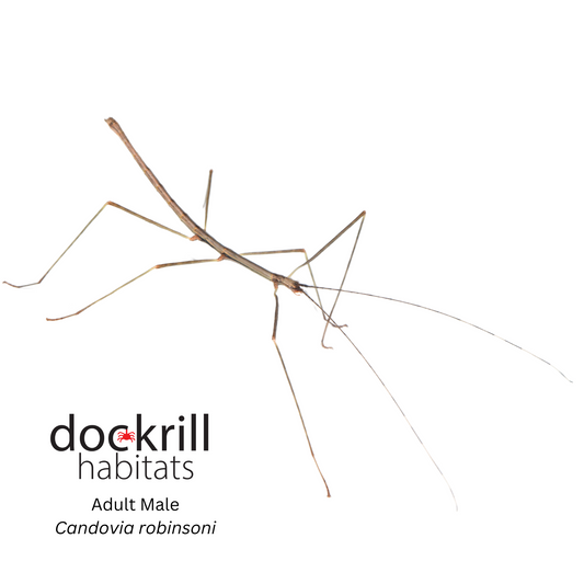 Robinson's Stick-insect (Candovia robinsoni)
