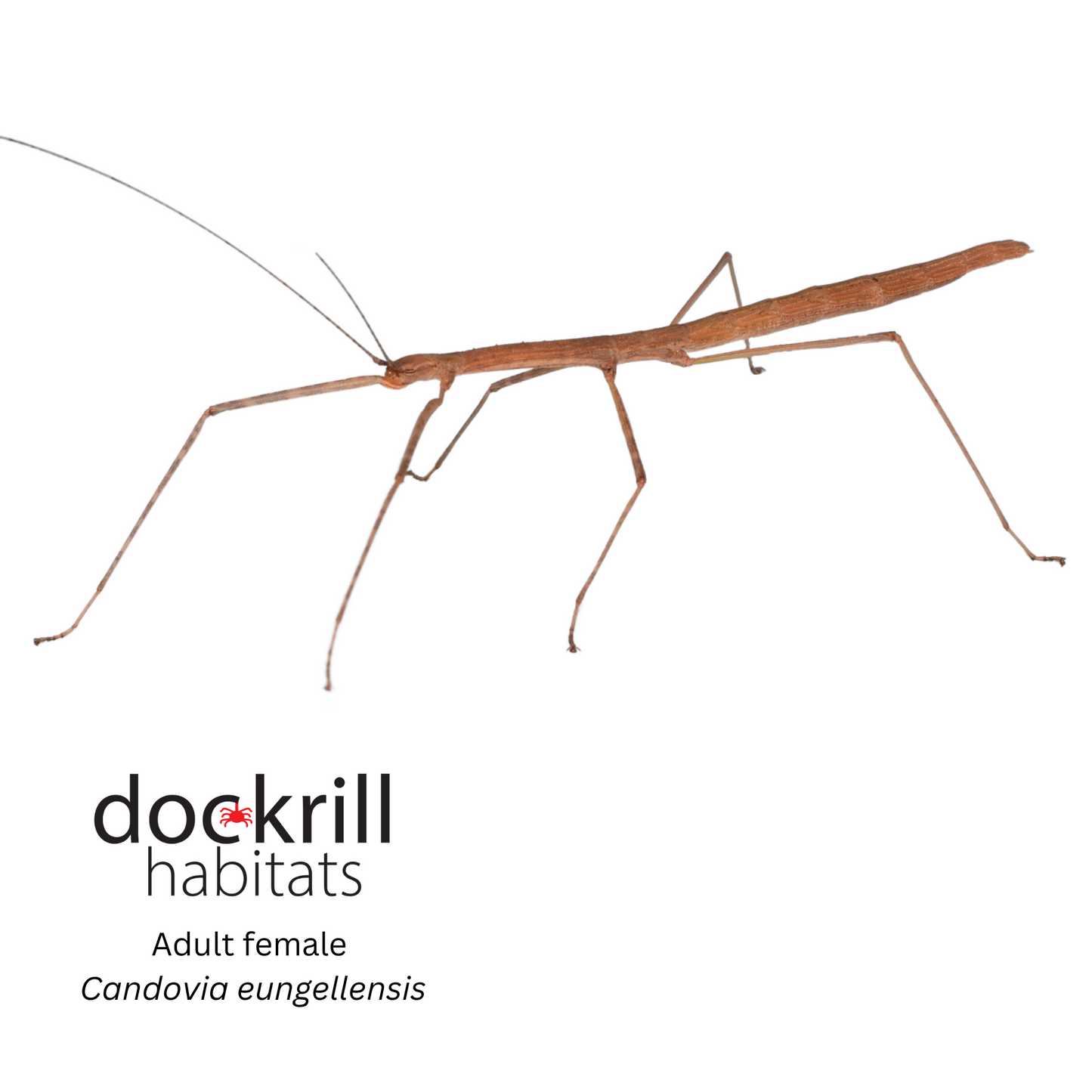 Eungella Stick Insect (Candovia eungellensis)