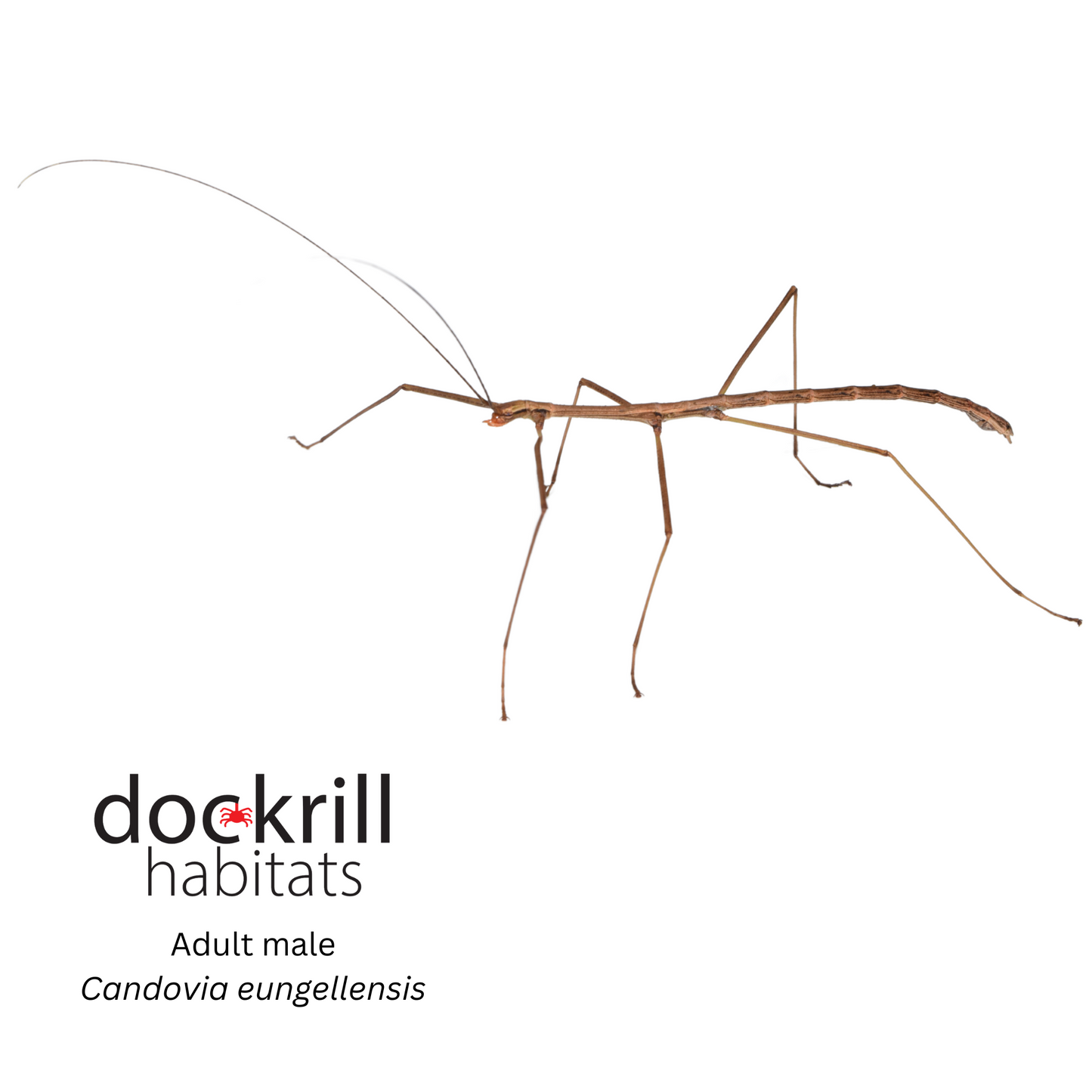 Eungella Stick Insect (Candovia eungellensis)
