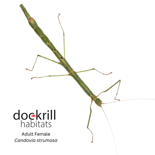 Richmond River stick insect (Candovia strumosa)
