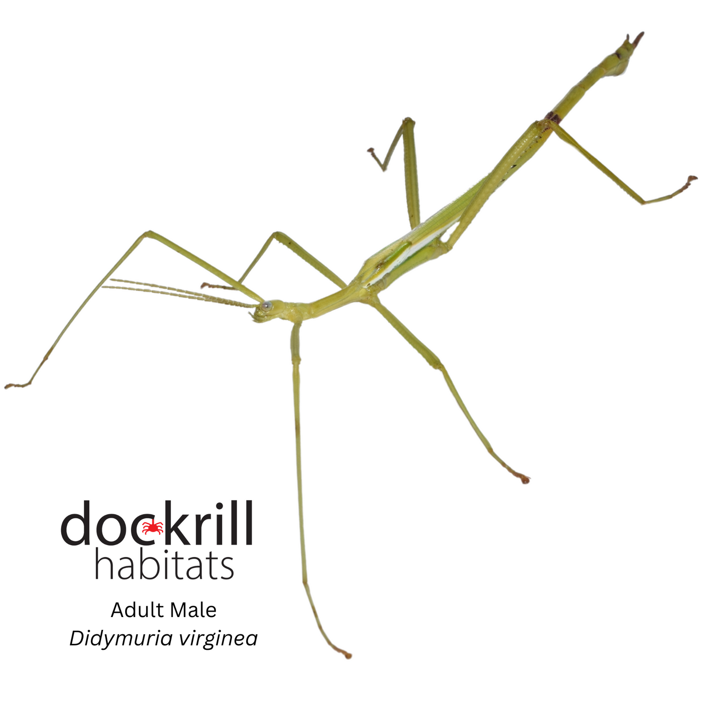 Cape York Stick insect (Didymuria virginea)