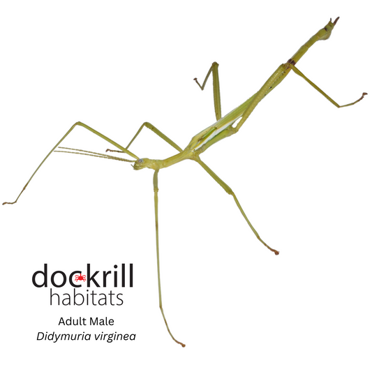 Cape York Stick insect (Didymuria virginea)