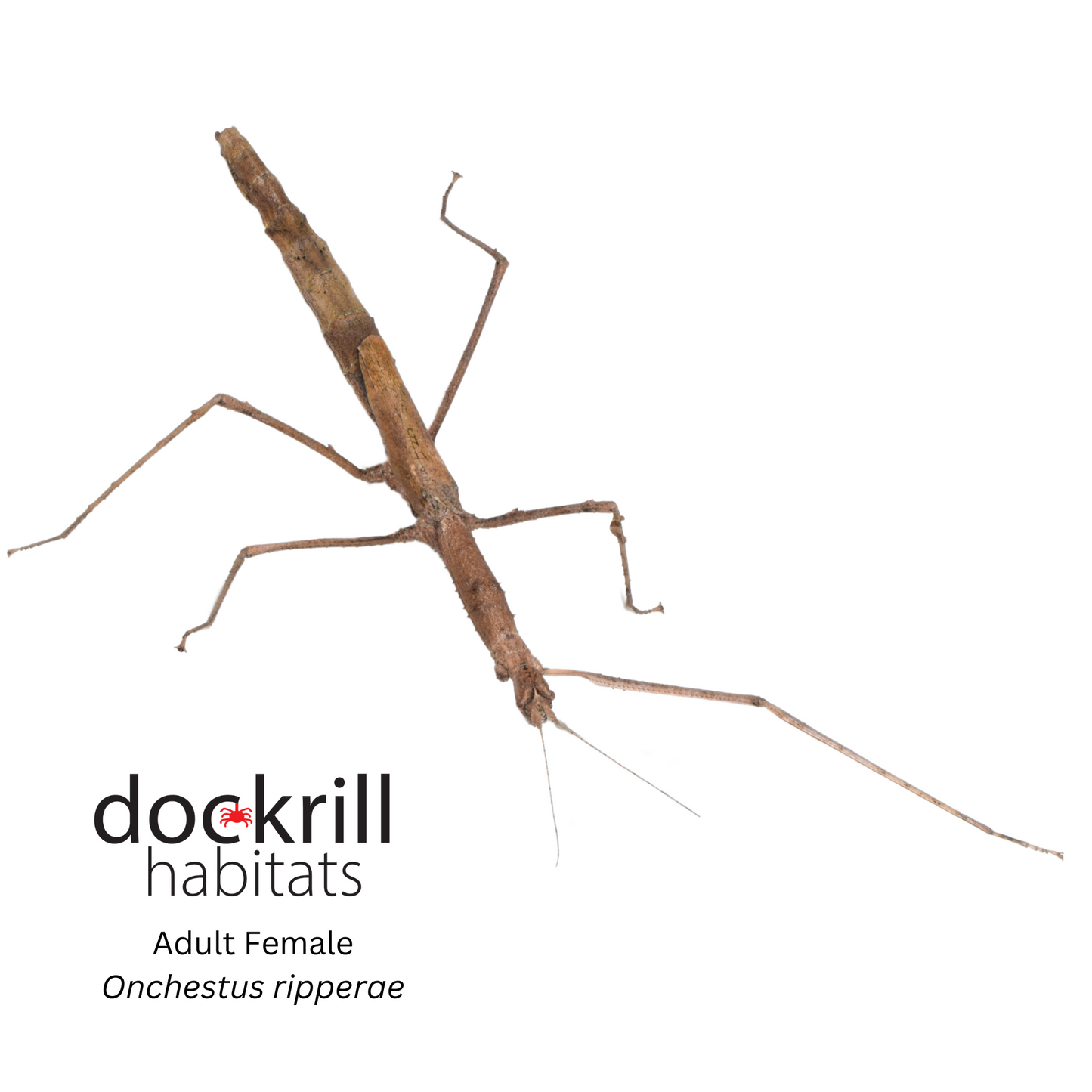 Ripper's Stick insect (Onchestus ripperae)