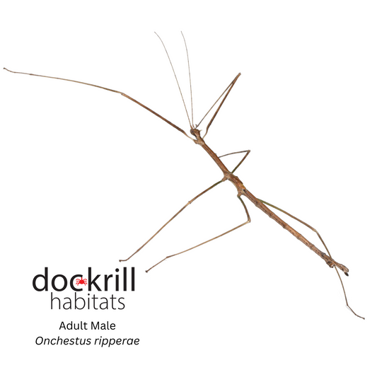 Ripper's Stick insect (Onchestus ripperae)