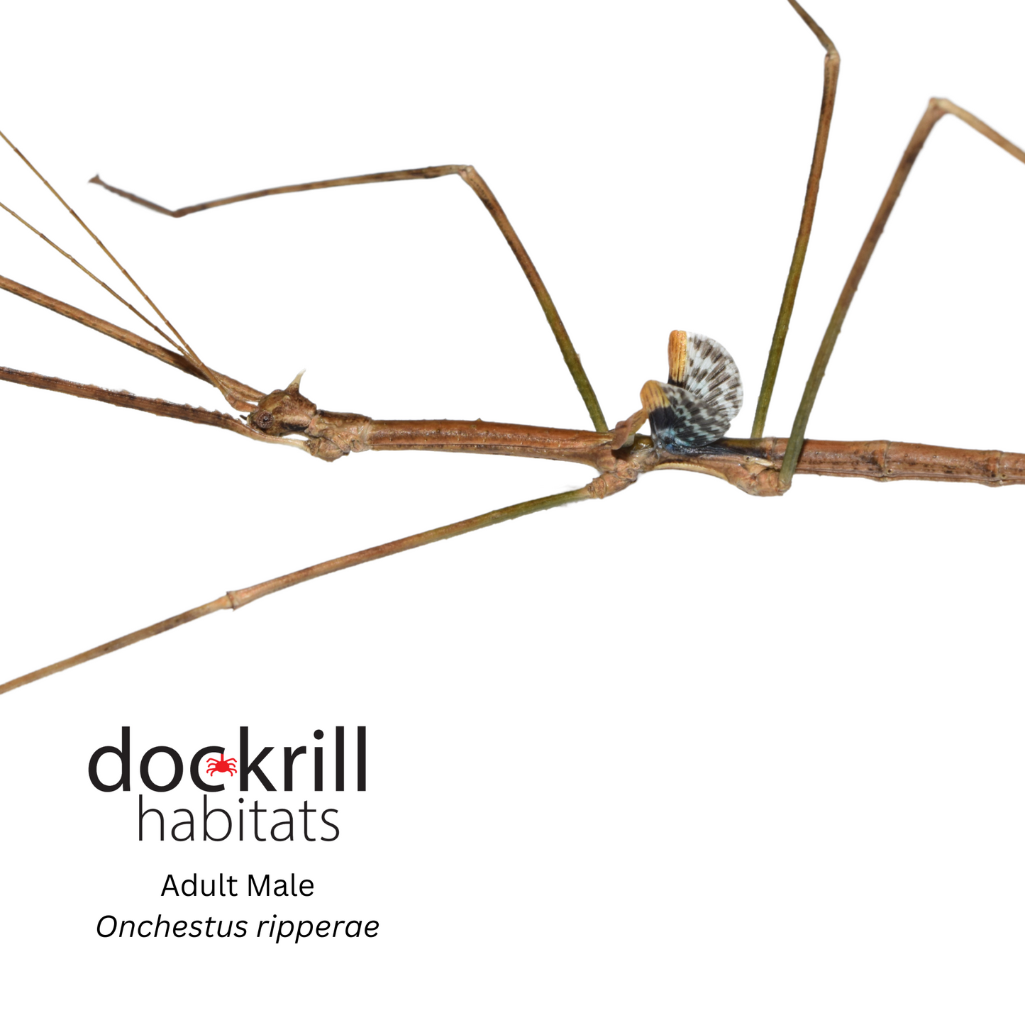 Ripper's Stick insect (Onchestus ripperae)