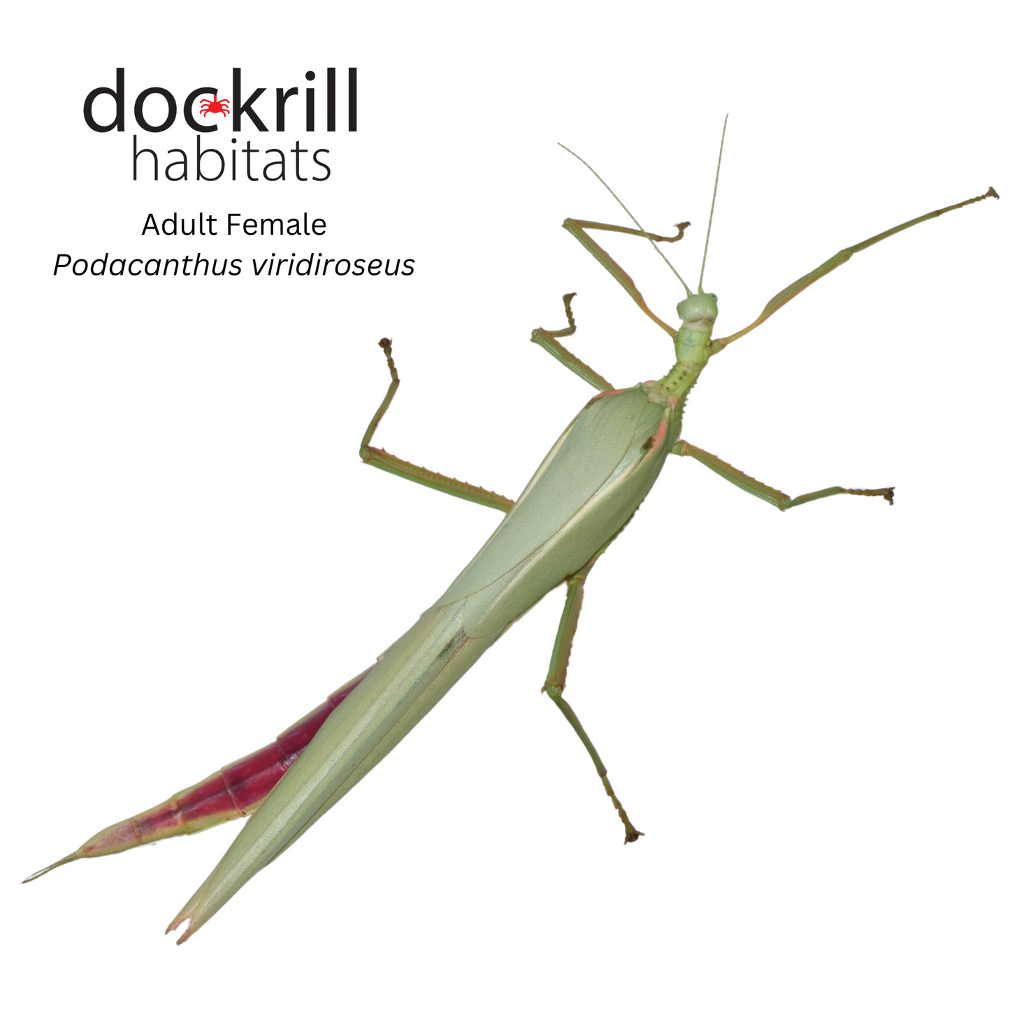 Red winged Stick insect (Podacanthus viridiroseus)