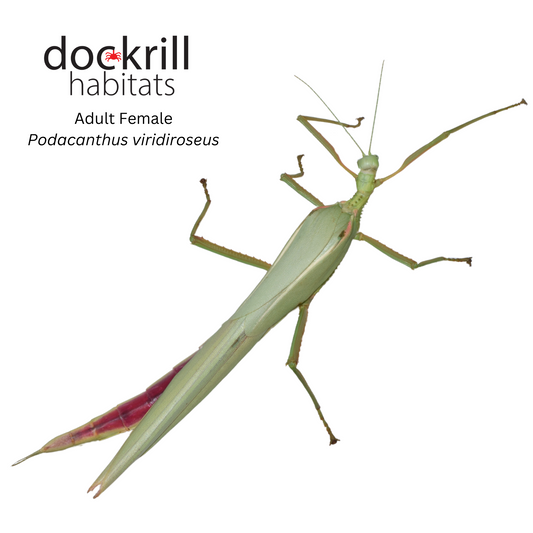 Red winged Stick insect (Podacanthus viridiroseus)