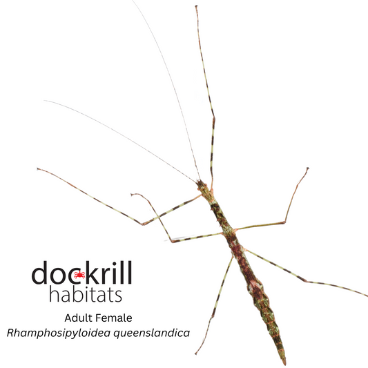 Beak-Abdomen Stick insect (Rhamphosipyloidea queenslandica)