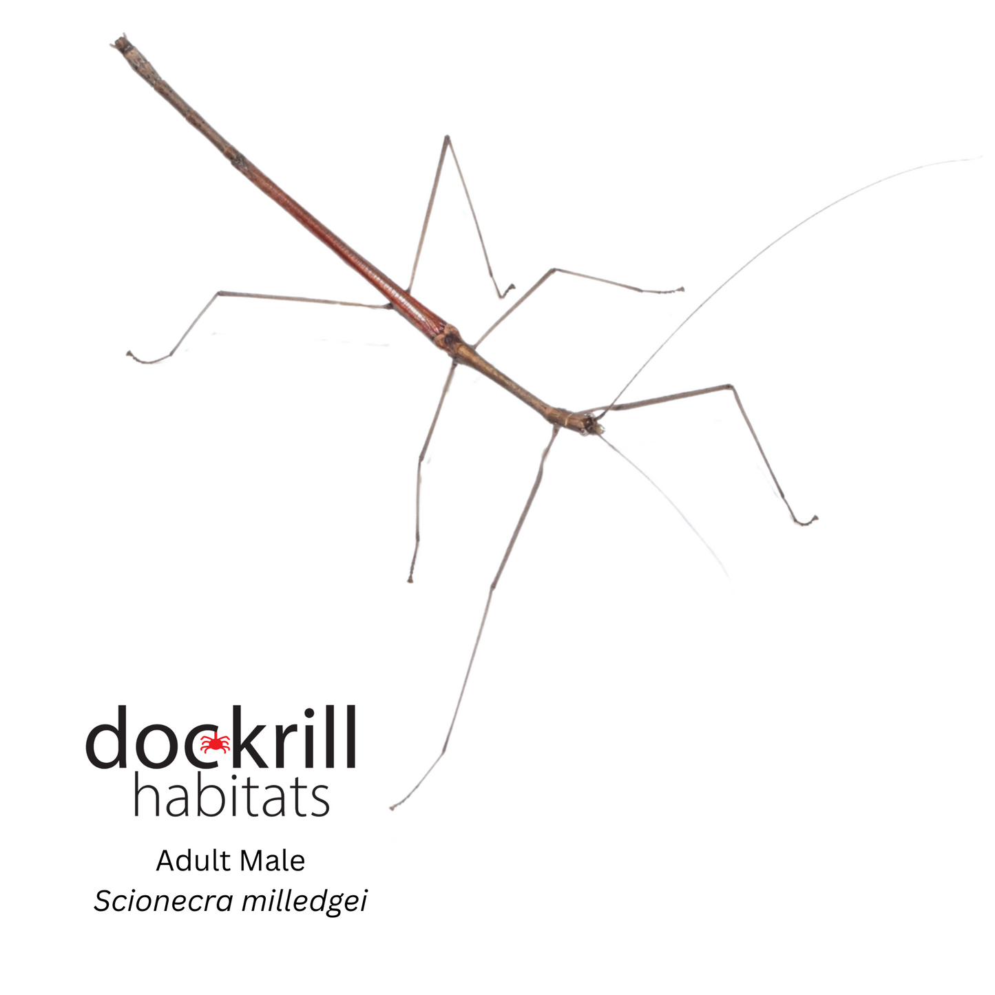 Milledge's Stick insect (Scionecra milledgei)
