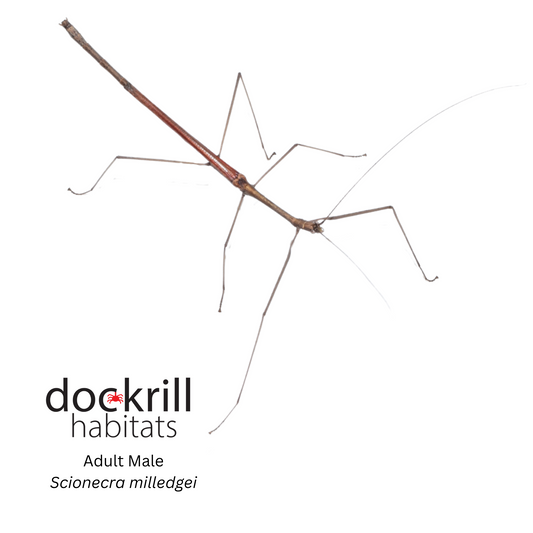 Milledge's Stick insect (Scionecra milledgei)