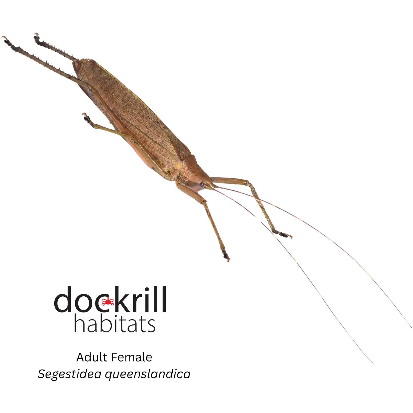 Palm Katydid (Segestidea queenslandica)