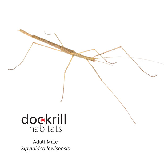 Mt Lewis Stick insect (Sipyloidea lewisensis)