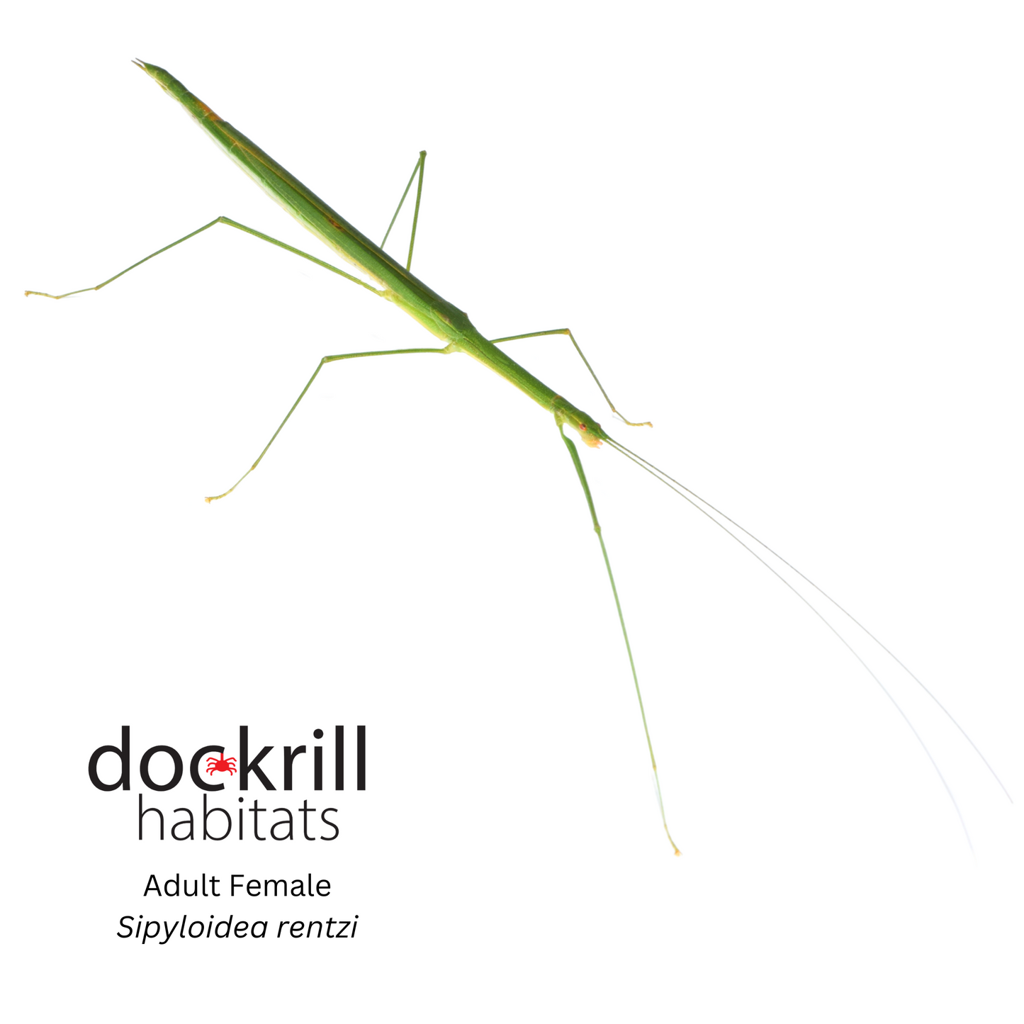 Rentz's Stick insect (Sipyloidea rentzi)