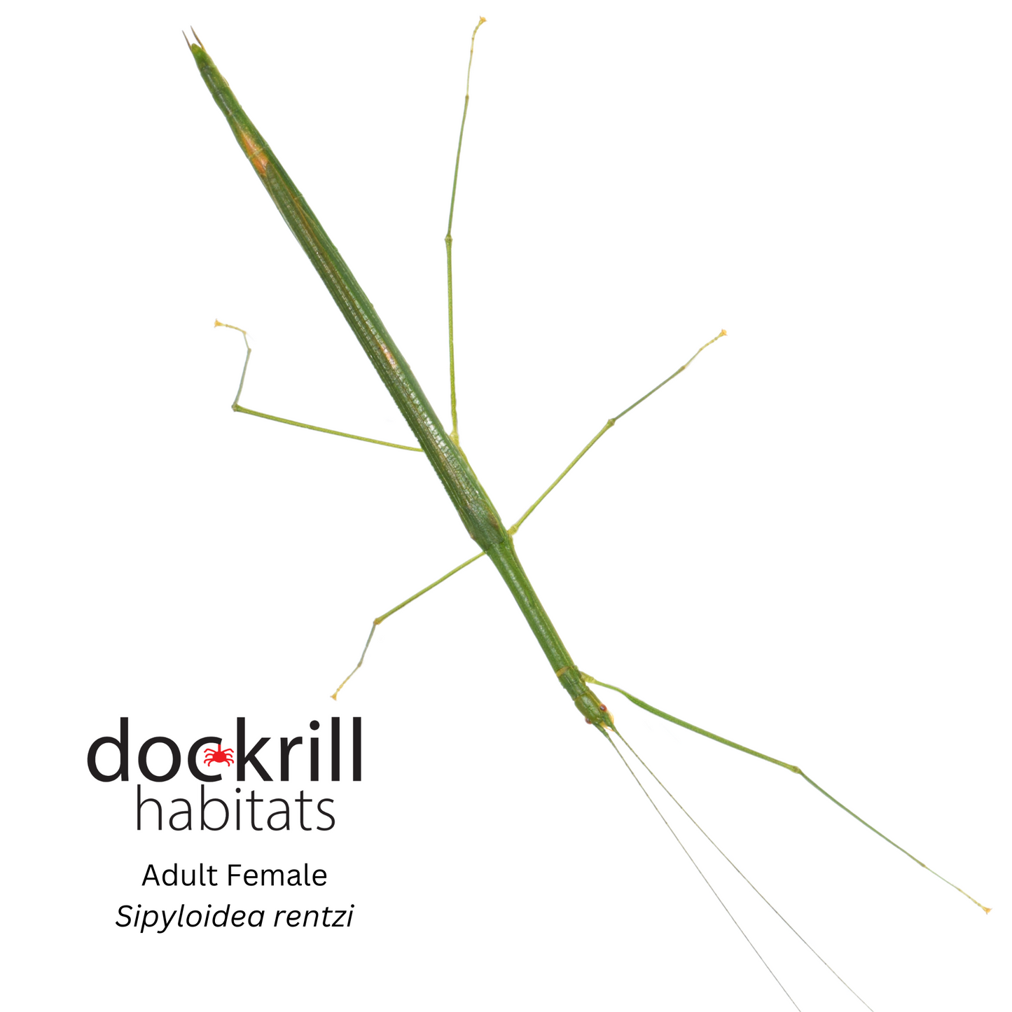 Rentz's Stick insect (Sipyloidea rentzi)