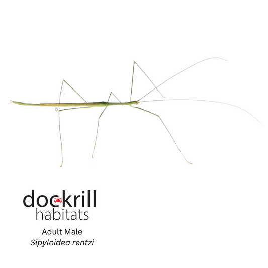 Rentz's Stick insect (Sipyloidea rentzi)