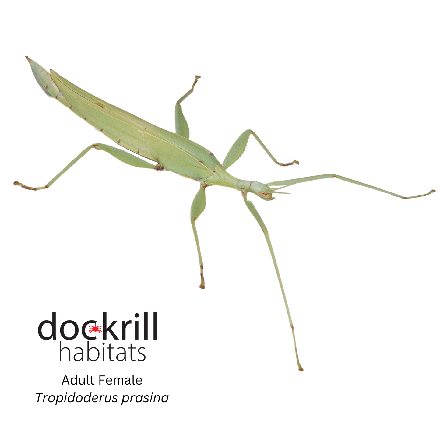 Green Stick insect (Tropidoderus prasina)