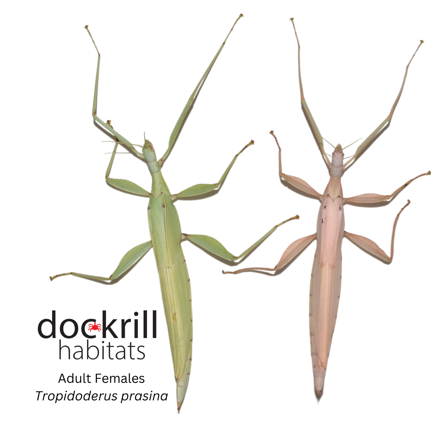 Green Stick insect (Tropidoderus prasina)