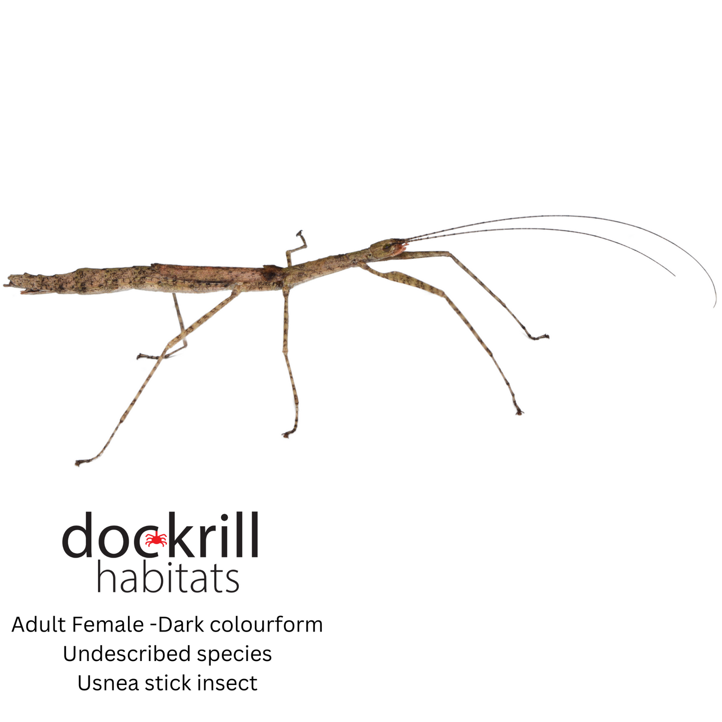 Usnea stick insect (Undescribed Genus Atherton )