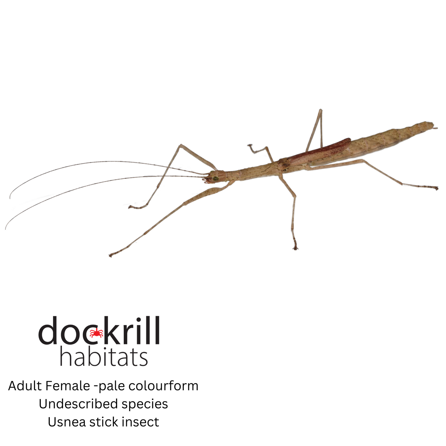Usnea stick insect (Undescribed Genus Atherton )