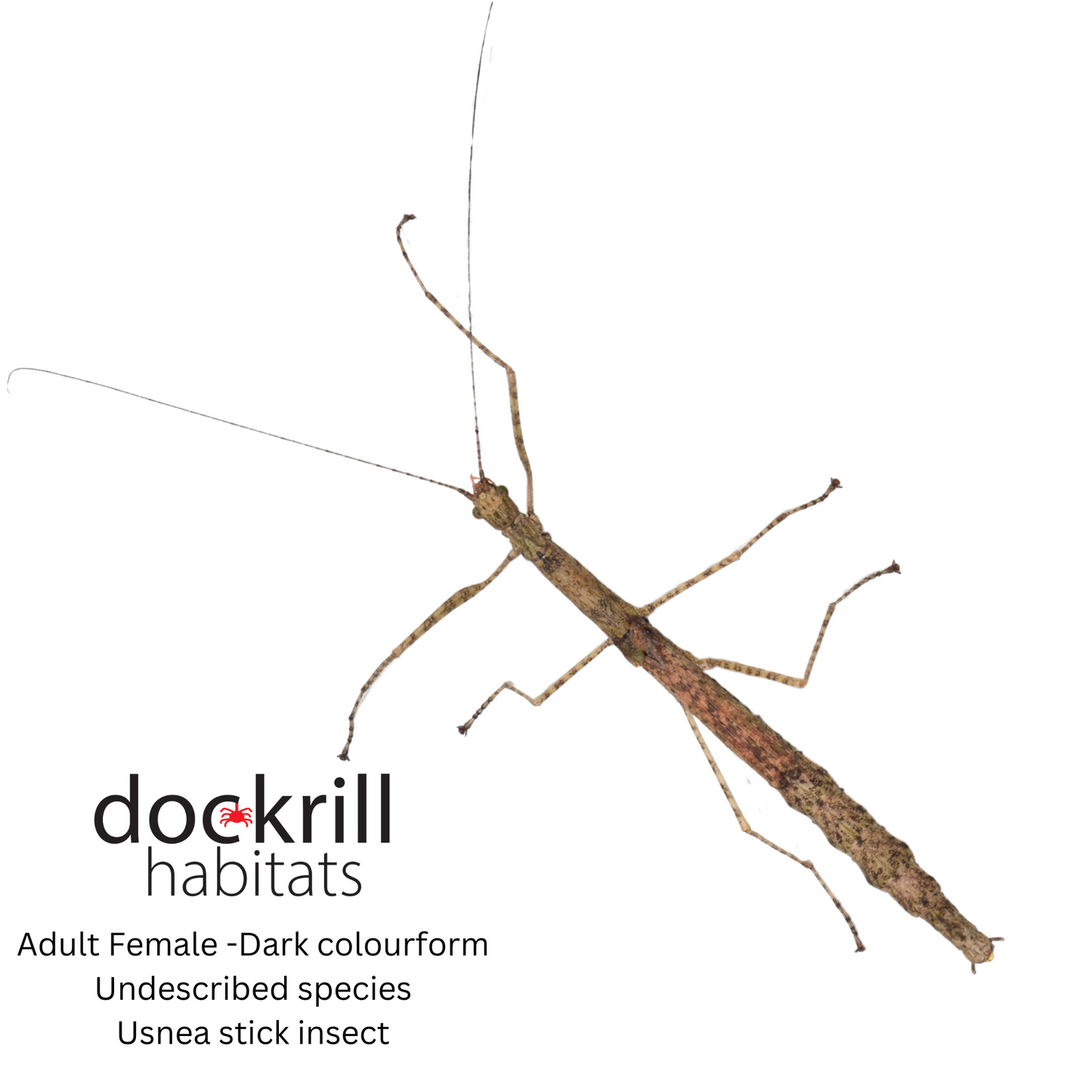 Usnea stick insect (Undescribed Genus Atherton )