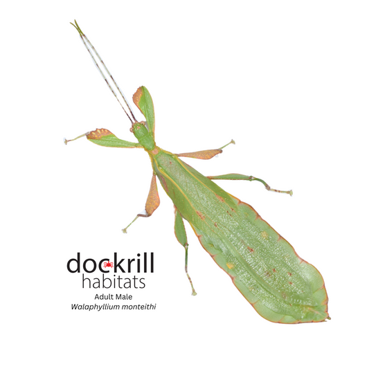 Monteith's Leaf-insect (Walaphyllium monteithi)