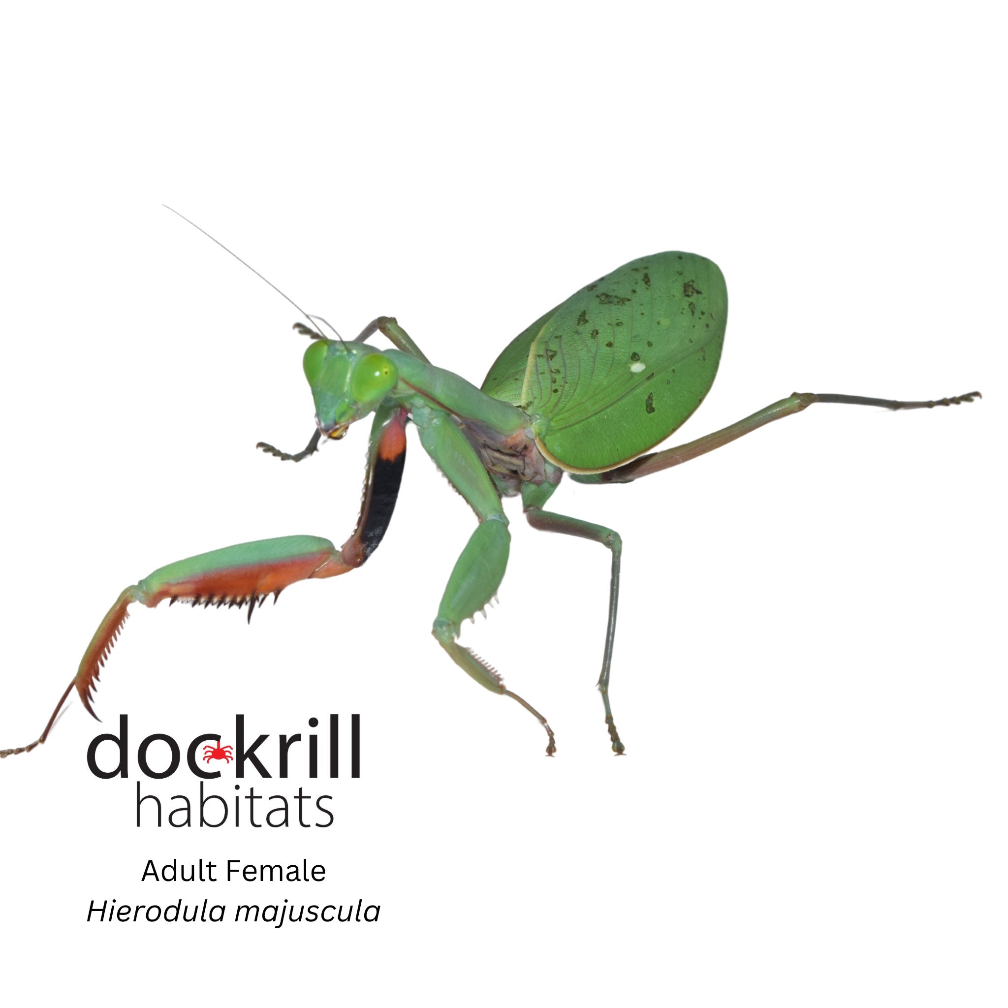 Mantids – Dockrill Habitats