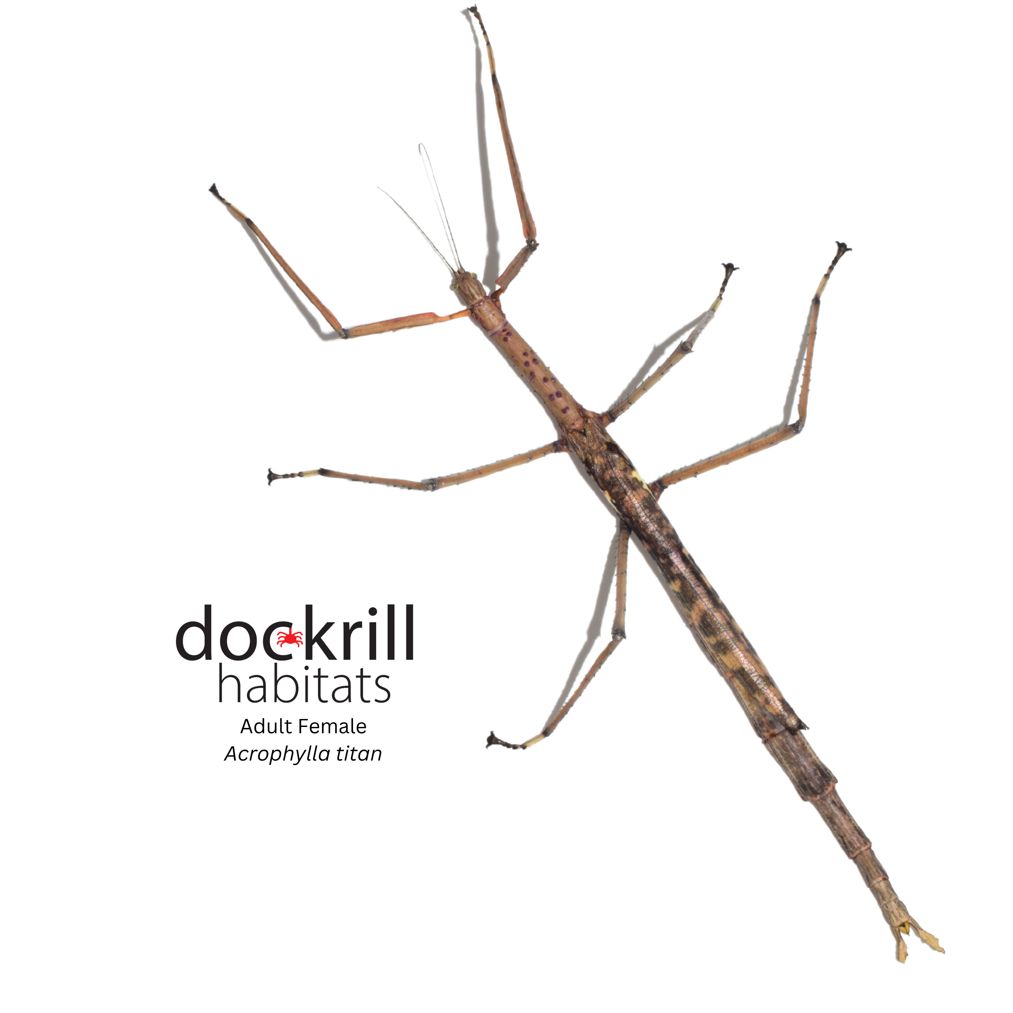 Titan Stick-insect (Acrophylla titan) – Dockrill Habitats