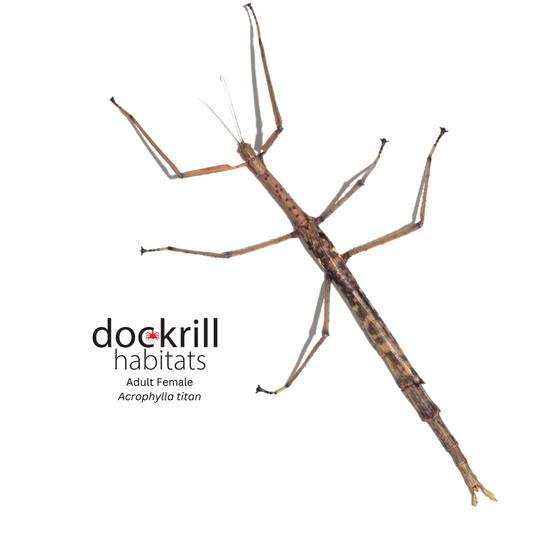 Titan Stick-insect (Acrophylla titan)