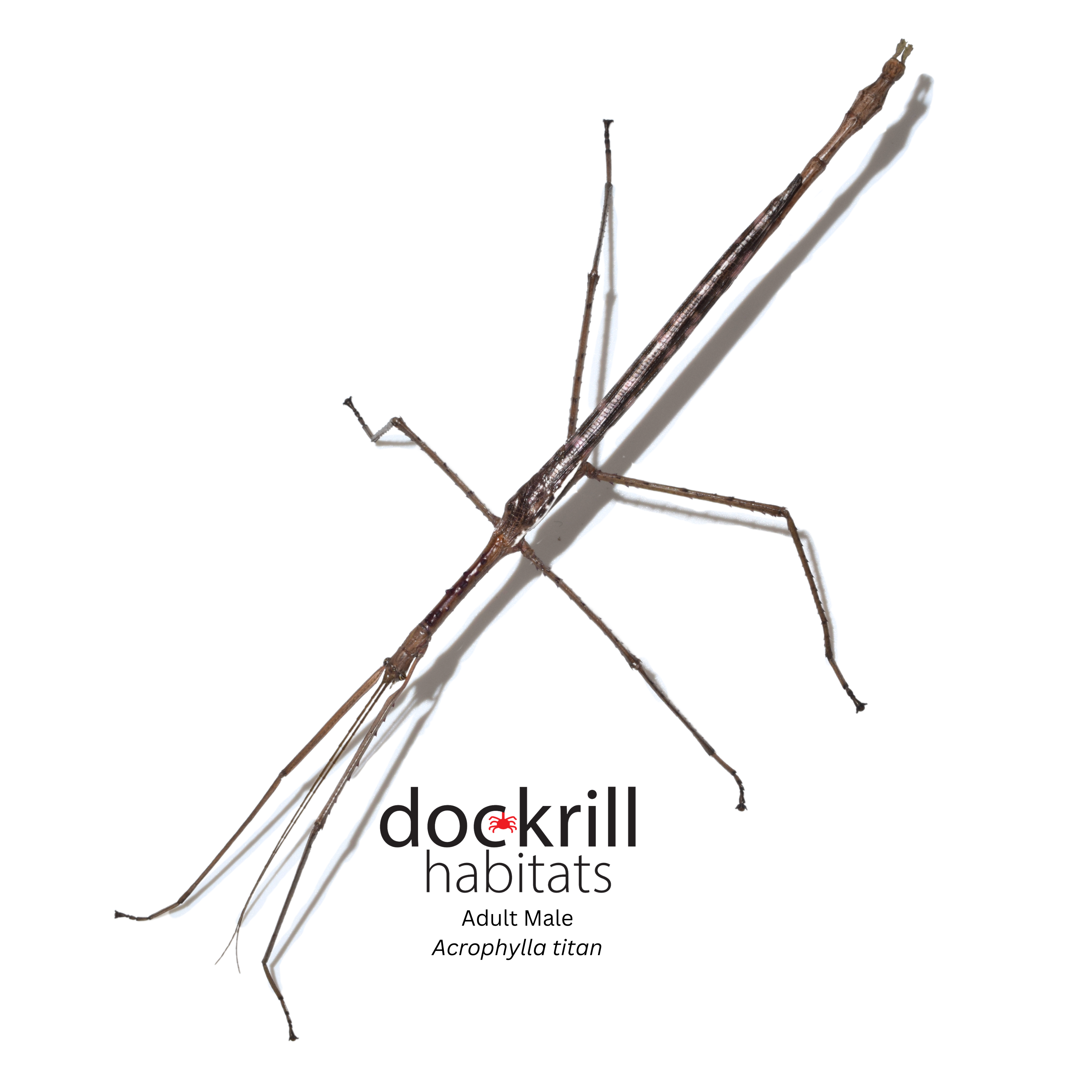 Stick and Leaf Insects – Dockrill Habitats