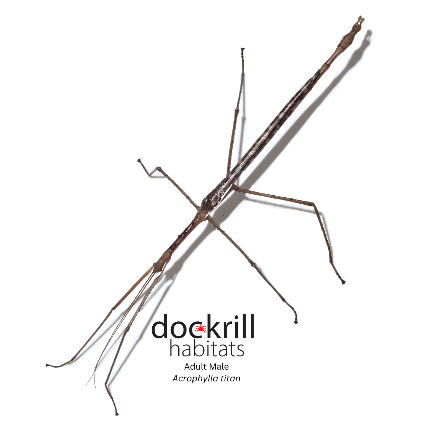 Titan Stick-insect (Acrophylla titan)