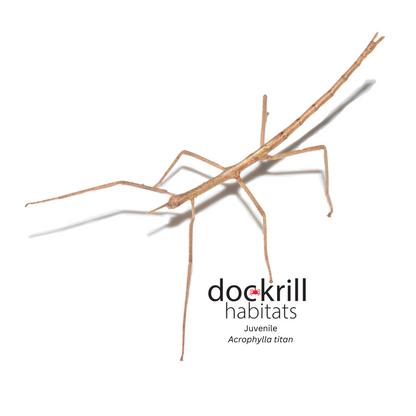 Titan Stick-insect (Acrophylla titan)