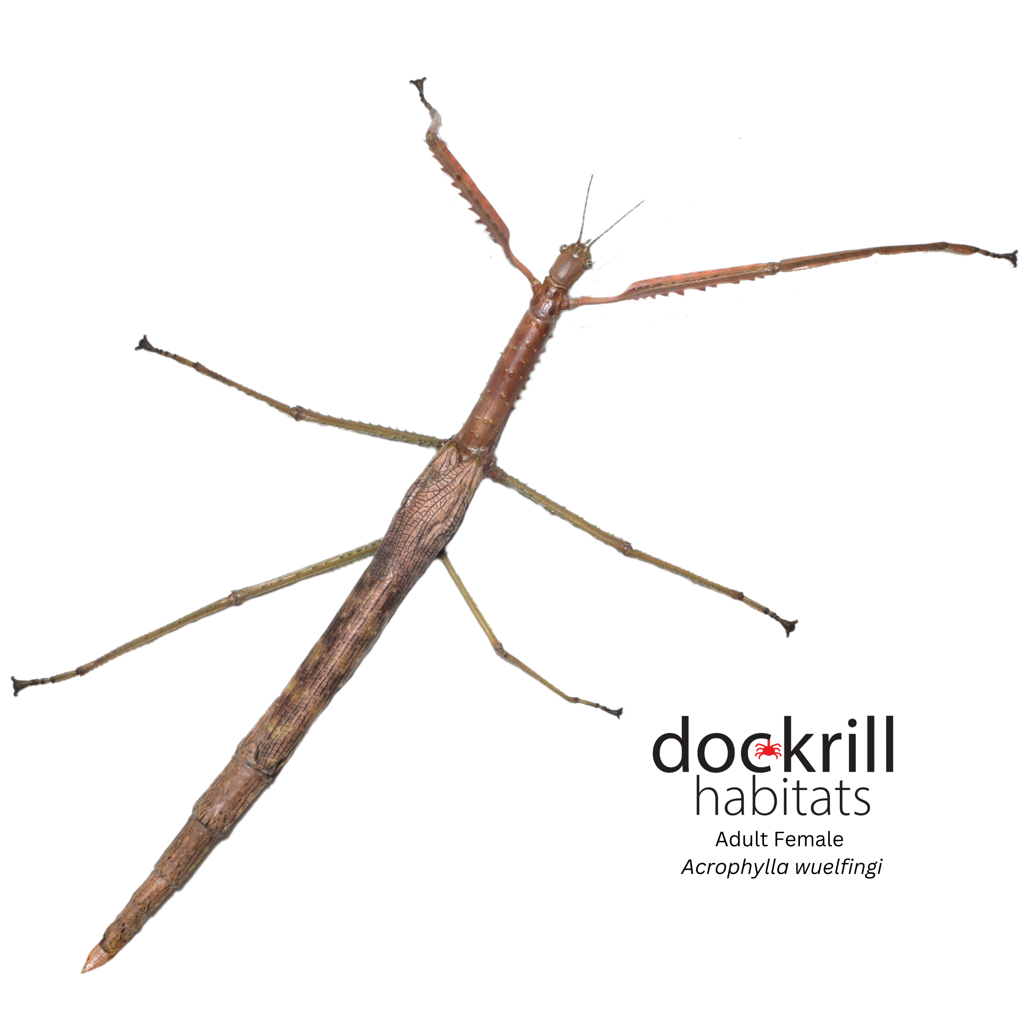Stick and Leaf Insects – Dockrill Habitats