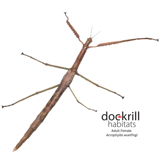 Wülfing's Stick-insect (Acrophylla wuelfingi)