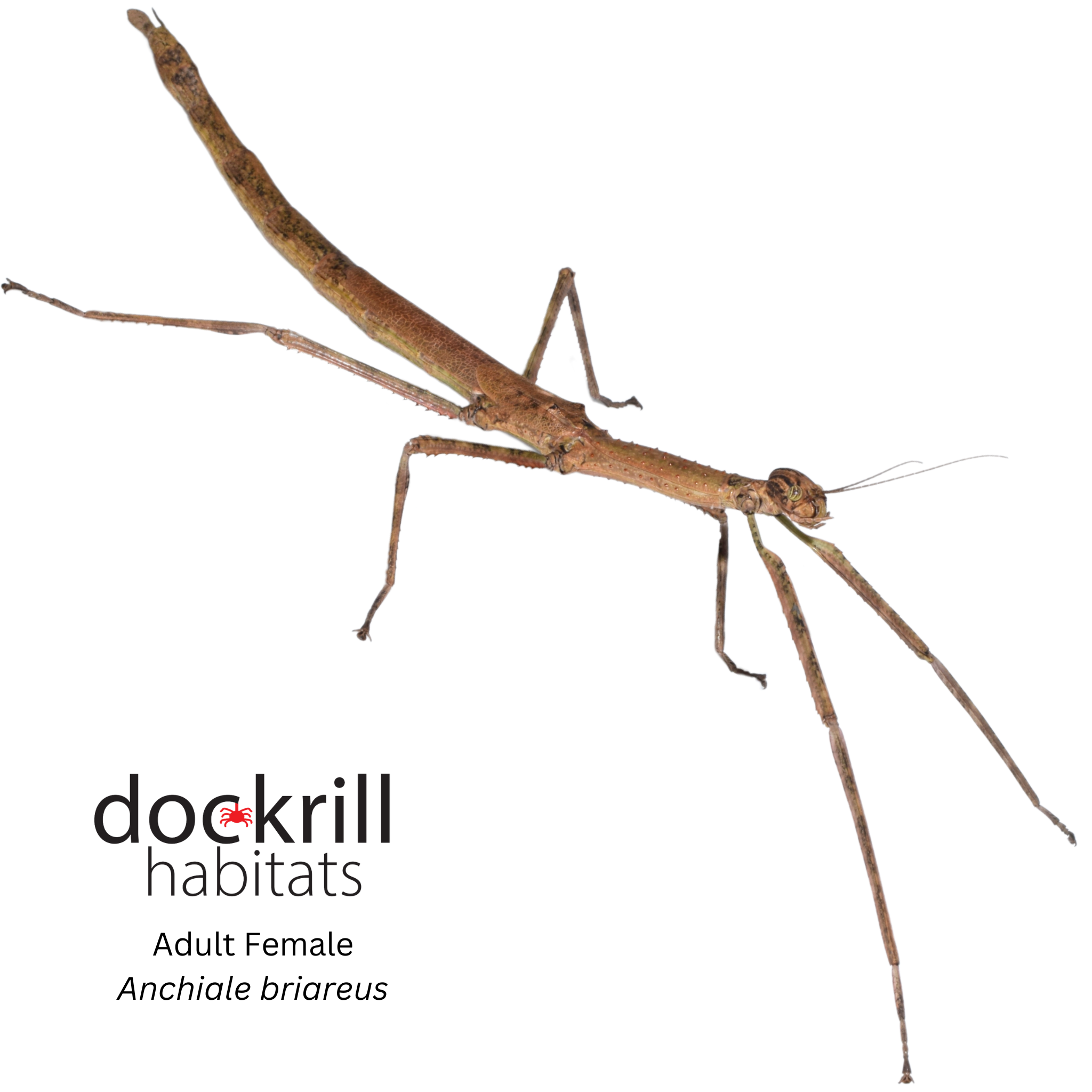 Strong Stick insect (Anchiale briareus) – Dockrill Habitats
