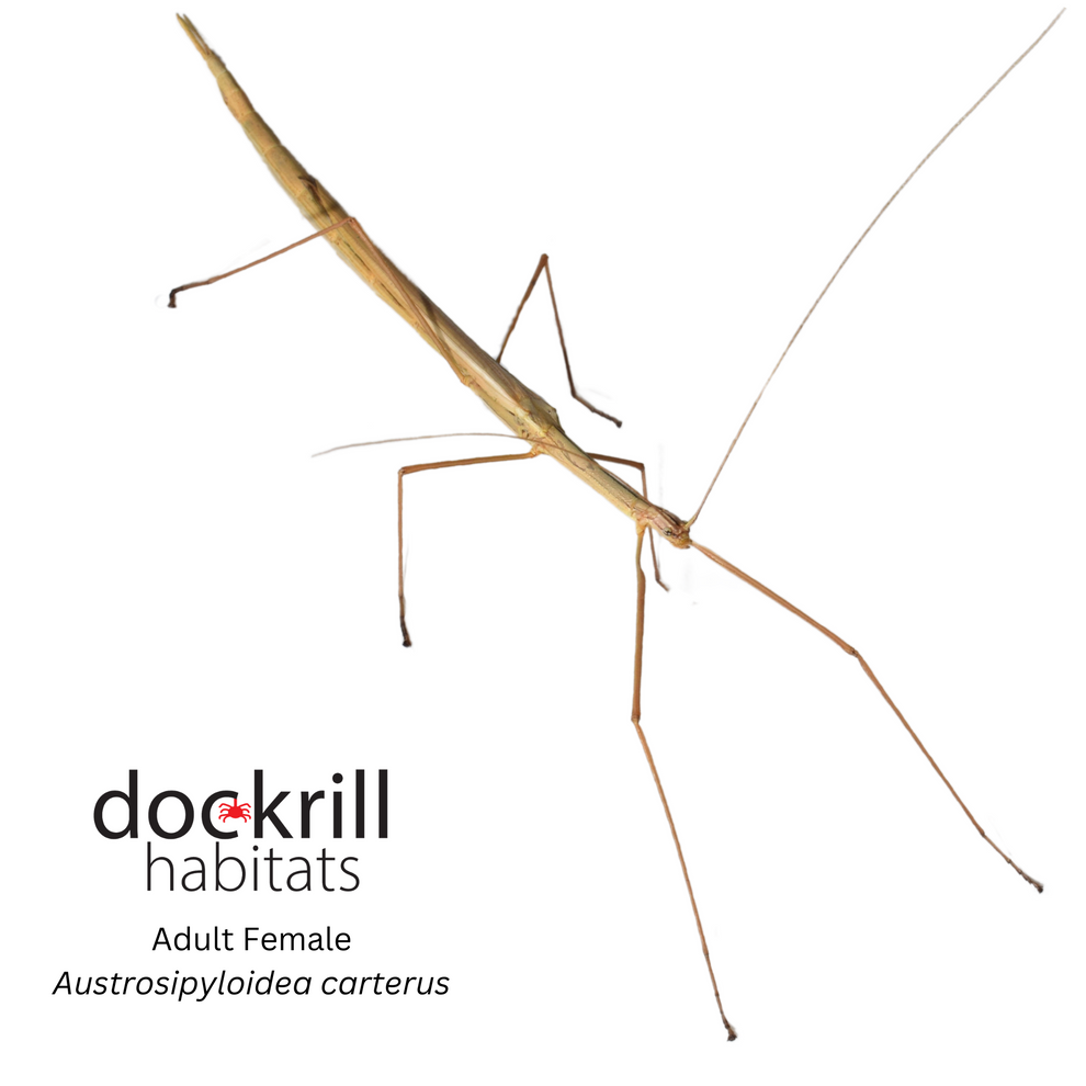 Female Lack Insect Black striped Stick insect (Austrosipyloidea carterus) – Dockrill Habitats