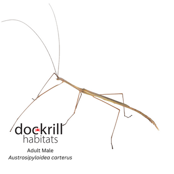 Stick and Leaf Insects – Dockrill Habitats