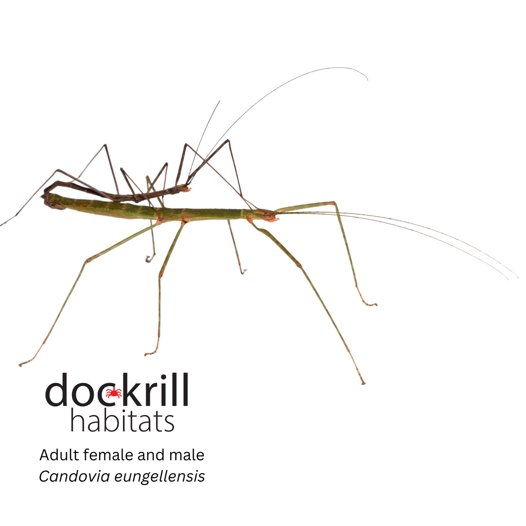 Stick and Leaf Insects – Dockrill Habitats