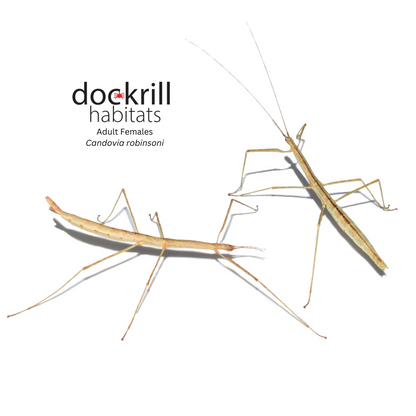 Robinson's Stick-insect (Candovia robinsoni)