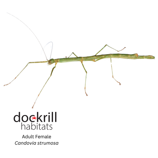 Richmond River stick insect (Candovia strumosa)