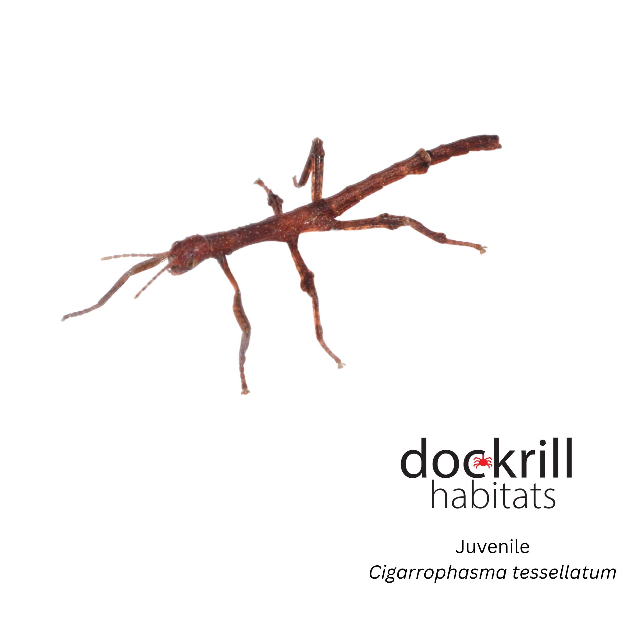 Cigar Stick insect (Cigarrophasma tessellatum) – Dockrill Habitats