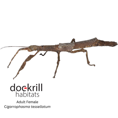Cigar Stick insect (Cigarrophasma tessellatum)